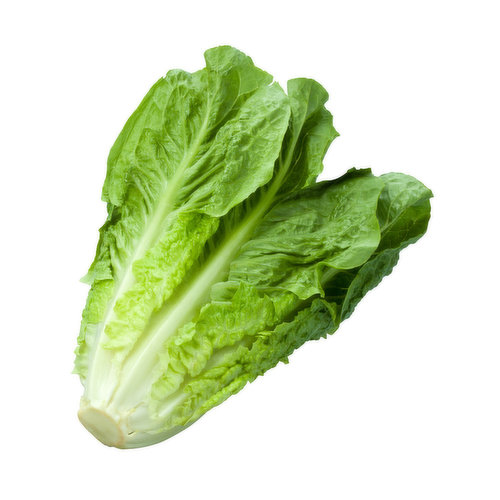 Romaine Lettuce